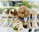 Small #15 Labradoodle-Poodle (Standard) Mix