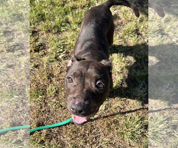 Medium Photo #5 American Pit Bull Terrier-Unknown Mix Puppy For Sale in Crete, IL, USA