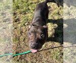 Small #4 American Pit Bull Terrier Mix