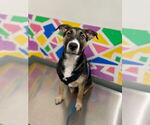 Small German Shepherd Dog Mix