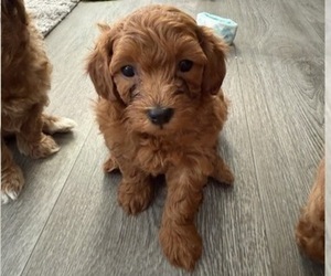 Maltipoo Puppy for Sale in ATLANTA, Georgia USA