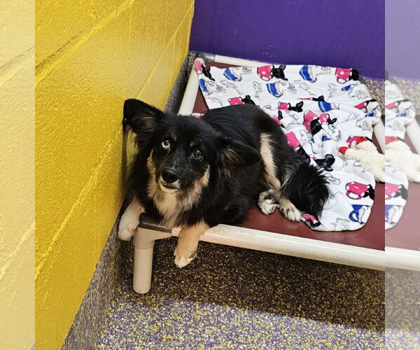 Medium Photo #2 Chihuahua-Unknown Mix Puppy For Sale in Metairie, LA, USA