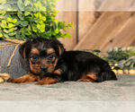 Small #2 Yorkshire Terrier