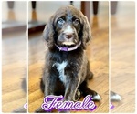 Small Photo #6 Labradoodle Puppy For Sale in BURNS, TN, USA