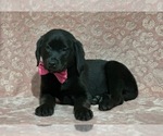 Small Photo #2 Golden Retriever-Rottweiler Mix Puppy For Sale in LANCASTER, PA, USA