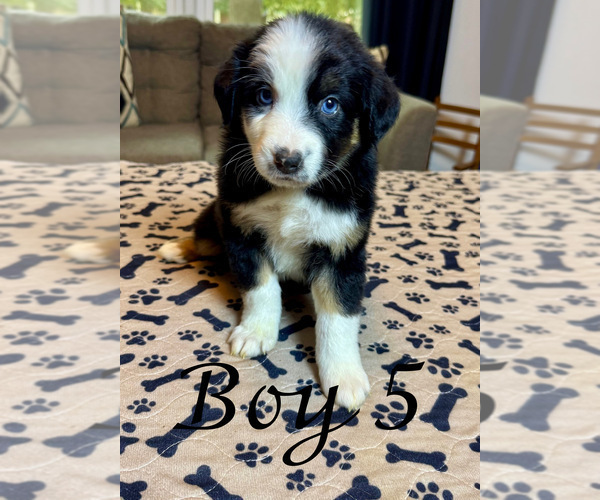 Medium Photo #47 Miniature Australian Shepherd Puppy For Sale in SALISBURY, NC, USA