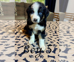 Puppy Boy 5 Miniature Australian Shepherd