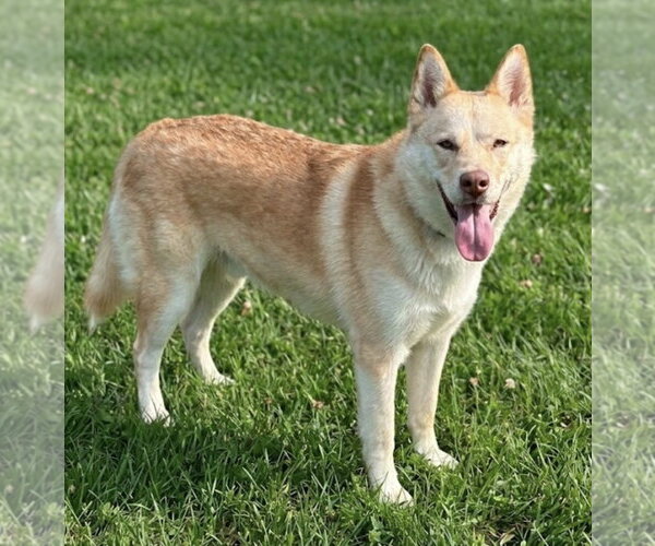 Medium Photo #3 Siberian Husky-Unknown Mix Puppy For Sale in Newport Beach, CA, USA