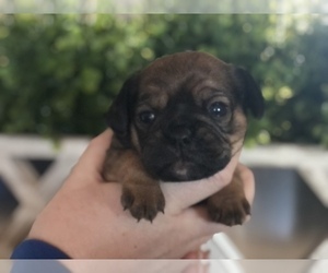 Pugalier Puppy for sale in CONVERSE, IN, USA