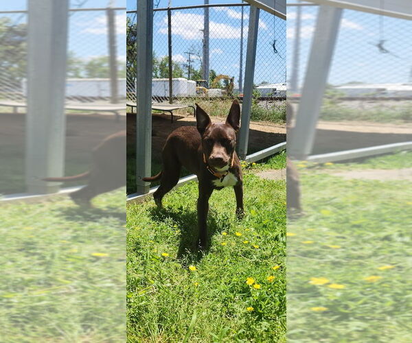 Medium Photo #2 Mutt Puppy For Sale in Evansville, IN, USA