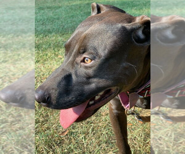 Medium Photo #7 American Pit Bull Terrier-Labrador Retriever Mix Puppy For Sale in Rockaway, NJ, USA
