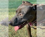 Small #6 American Pit Bull Terrier-Labrador Retriever Mix