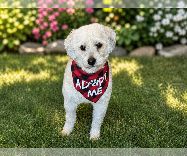 Medium Photo #3 Cock-A-Poo-Poodle (Miniature) Mix Puppy For Sale in Phoenix, AZ, USA