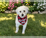 Small #2 Cock-A-Poo-Poodle (Miniature) Mix