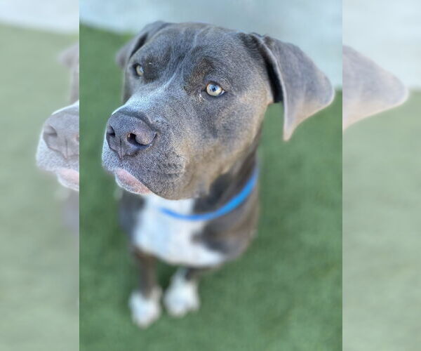 Medium Photo #2 Mutt Puppy For Sale in Salinas, CA, USA