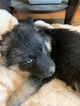 Small #6 German Shepherd Dog-Siberian Husky Mix