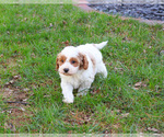 Small #1 Cavapoo (Miniature)
