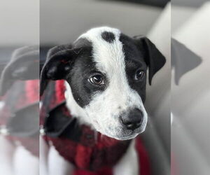 Staffordshire Bull Terrier-Unknown Mix Dogs for adoption in Westminster, MD, USA