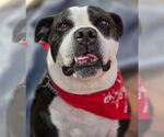 Small #17 American Bulldog-American Staffordshire Terrier Mix