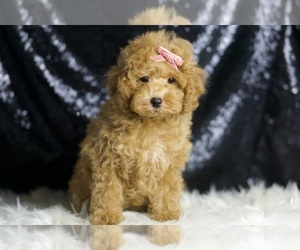 Medium Poodle (Toy)