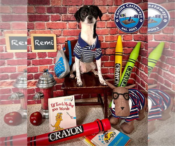 Medium Photo #5 Rat Terrier-Unknown Mix Puppy For Sale in Arcadia, FL, USA