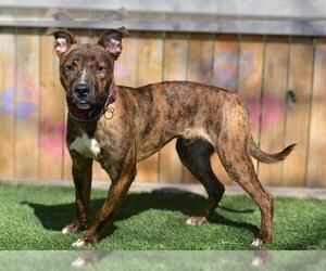 Mutt Dogs for adoption in West Valley, UT, USA