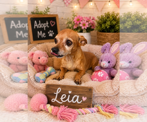 Chihuahua Dogs for adoption in Queen Creek, AZ, USA