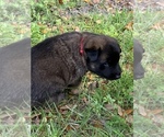 Small Photo #12 Belgian Malinois Puppy For Sale in MULBERRY, FL, USA