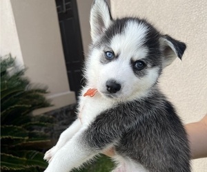 Siberian Husky Puppy for sale in LAREDO, TX, USA
