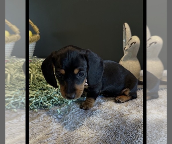 Medium Photo #4 Dachshund Puppy For Sale in AYLETT, VA, USA