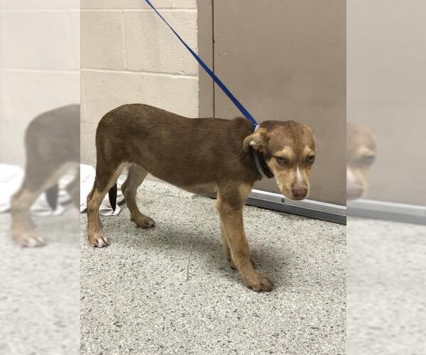 Medium Photo #1 Labrador Retriever-Unknown Mix Puppy For Sale in Conroe, TX, USA