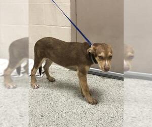 Labrador Retriever-Unknown Mix Dogs for adoption in Conroe, TX, USA