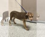 Small Labrador Retriever Mix