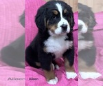 Small Photo #10 Bernese Mountain Dog Puppy For Sale in SHERIDAN, MI, USA