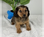 Small Photo #5 Dachshund Puppy For Sale in FRANKLIN, IN, USA