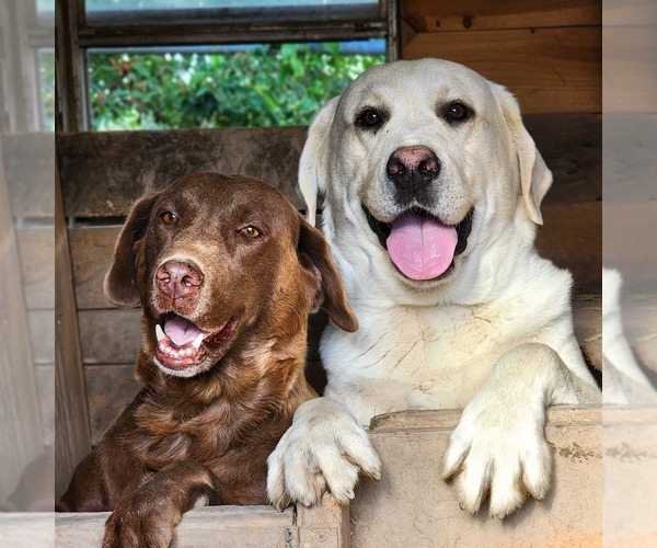Medium Photo #1 Labrador Retriever Puppy For Sale in TAZEWELL, VA, USA