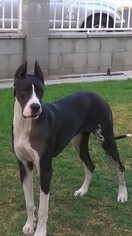 Mother of the Great Dane puppies born on 09/29/2016
