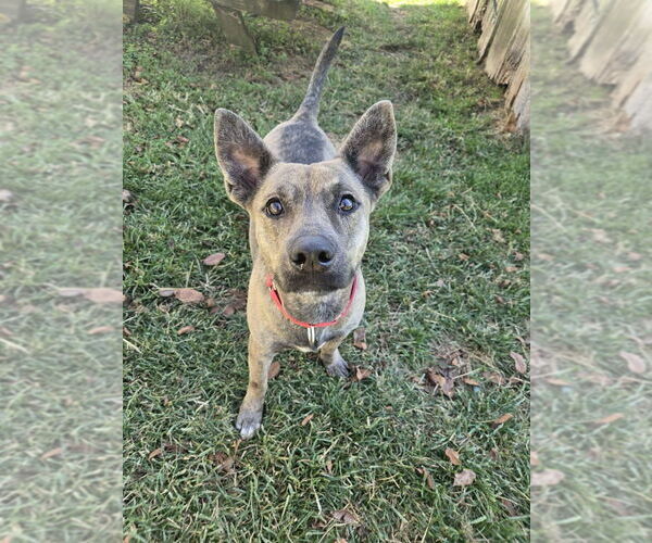 Medium Photo #8 Mutt Puppy For Sale in Abbeville, LA, USA