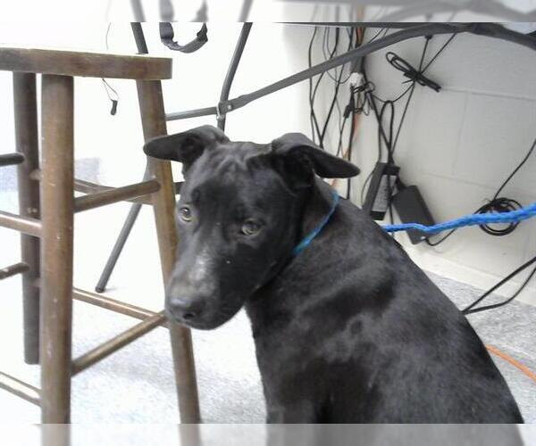 Medium Photo #1 American Pit Bull Terrier-German Shepherd Dog Mix Puppy For Sale in Pasadena, TX, USA