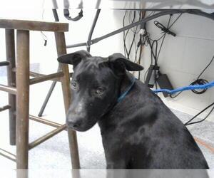 American Pit Bull Terrier-German Shepherd Dog Mix Dogs for adoption in Pasadena, TX, USA