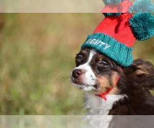 Miniature Australian Shepherd Puppy for sale in PALM COAST, FL, USA