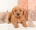 Small Photo #2 Golden Retriever Puppy For Sale in MILLERSBURG, OH, USA