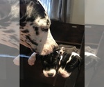 Small Photo #13 Great Dane Puppy For Sale in ANAHEIM, CA, USA