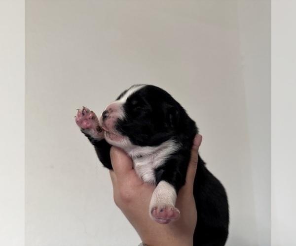 Medium Photo #21 Australian Shepherd Puppy For Sale in DEVINE, TX, USA