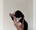 Small Photo #21 Australian Shepherd Puppy For Sale in DEVINE, TX, USA
