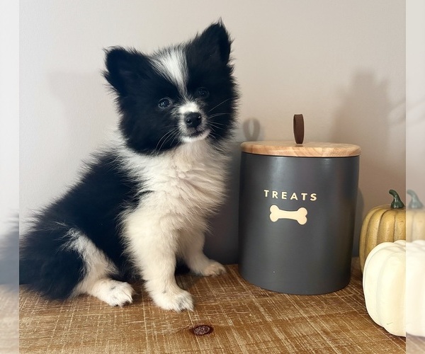 Medium Photo #3 Pomeranian Puppy For Sale in INDIANAPOLIS, IN, USA