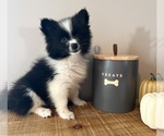 Small #2 Pomeranian