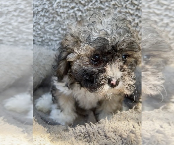 Medium Photo #58 Zuchon Puppy For Sale in RENO, NV, USA