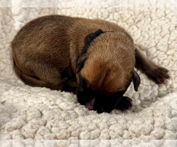 Medium Photo #3 Boxer Puppy For Sale in BRUSH CREEK, TN, USA