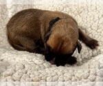 Small #2 Boxer